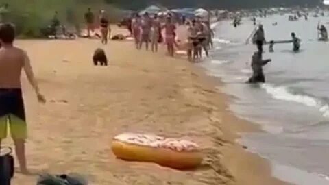 Медведи на пляже на байкале