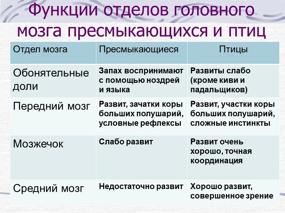 Функции отделов головного мозга птицы таблица. Особенности строения головного мозга у пресмыкающихся и птиц таблица. Функции отделов мозга у пресмыкающихся. Функции отделов головного мозга птиц.