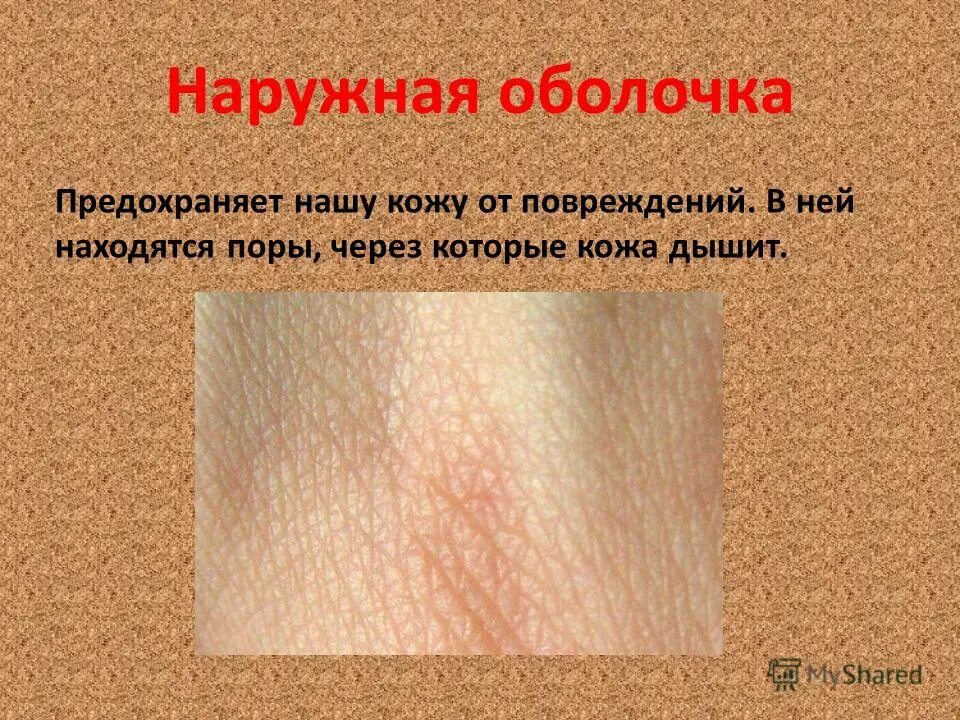 Что не выделяется через поры кожи. Надежная защита организма. Что не выделяется через поры кожи. Кожа выделительная система строение и функции. Потовые железы у человека расположены.