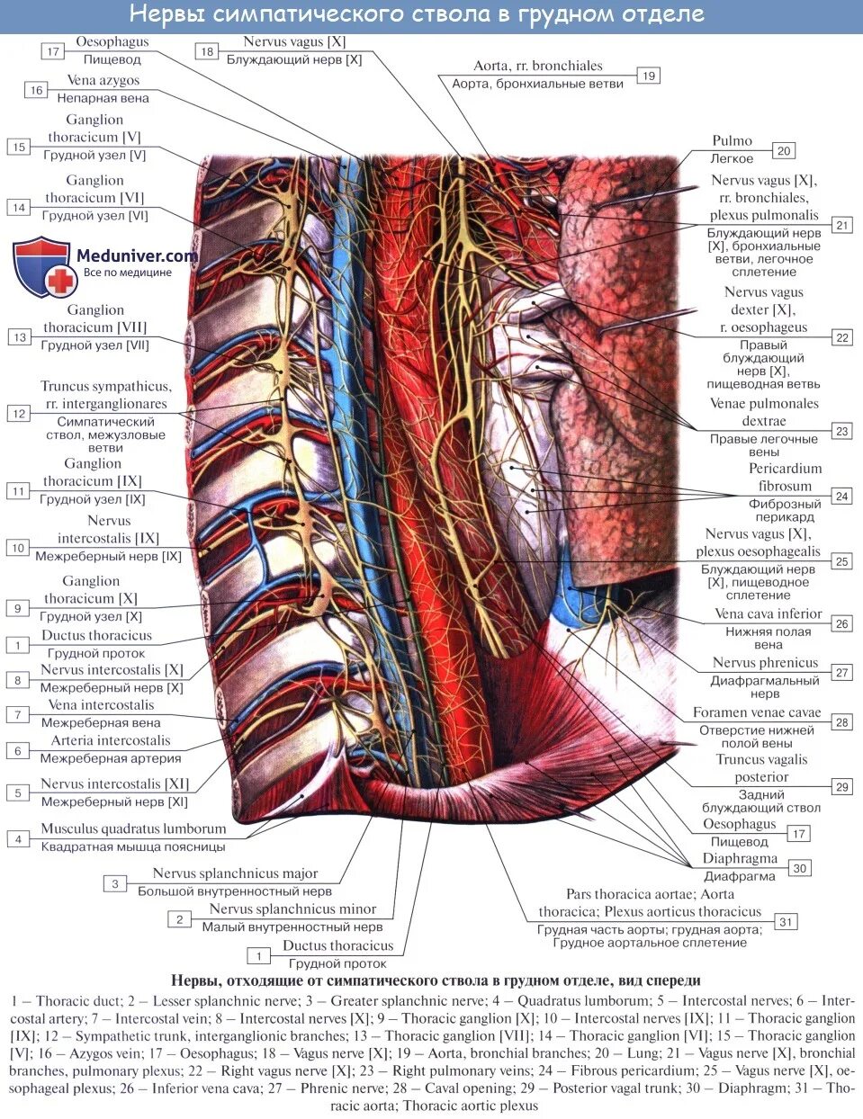 Хирургический латынь. Межузловые ветви симпатического ствола анатомия. Шейный отдел симпатического ствола. Хирургическая анатомия грудного отдела симпатических стволов.. Узлы шейного отдела симпатического ствола.