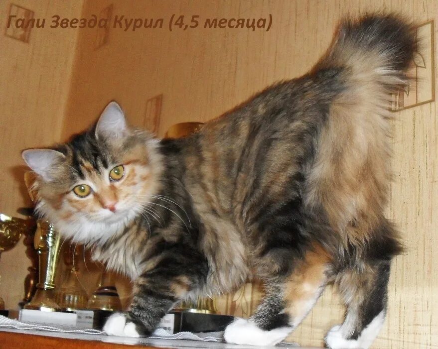 Курильский бобтейл таблица веса Курильский бобтейл (от котенка до взрослого). Этапы развития с фотографиями. Зве