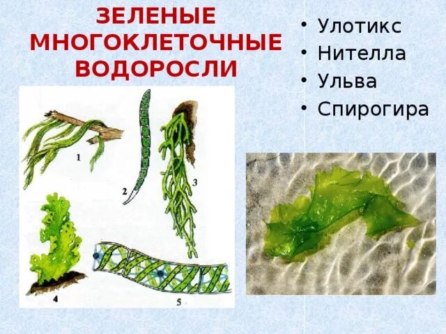 Многоклеточные водоросли состоят из большого. Ульва спирогира. Многоклеточные слоевищные водоросли. Многоклеточные зеленые водоросли. Нителла это многоклеточная зеленая водоросль.