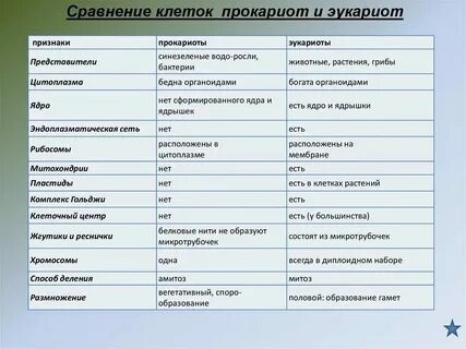 Клеточная структура эукариоты и прокариоты