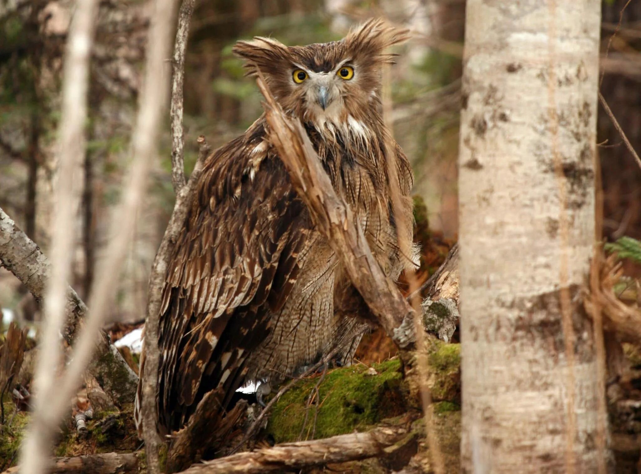 Рыбный филин (bubo blakistoni. Красноухая сова. Megascops kennicottii. Большой сыч. Виргинский филин (bubo virginianus).