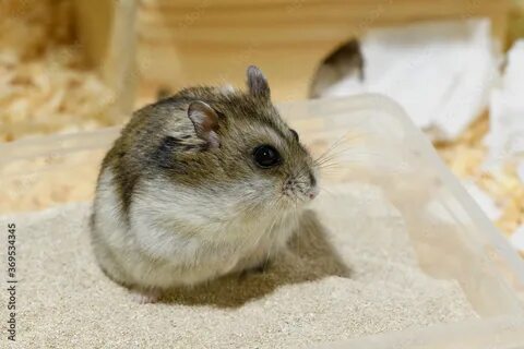 Вышел ли листинг хомяка