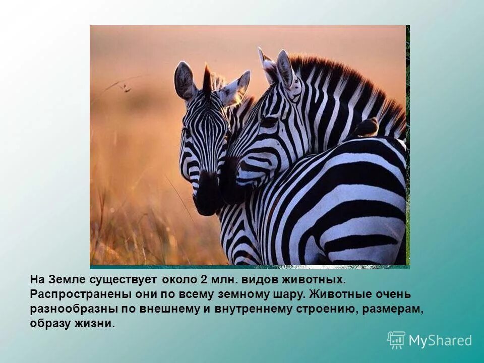 6 видов животных. На земле существует около видов животных они распространены. презентация на тему,животные на земле. существование около 1.5 млн видов животных на земле это. миллион видов животных.