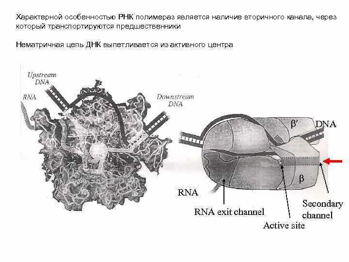 РНК полимераза функции. Структура РНК полимеразы. РНК полимераза как выглядит. Каналы РНК полимераза.