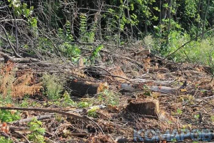 Защитная лесополоса белая калитва. Лесополоса белая калитва пенза. Лесополоса белая калитва пенза. Лесозащитные полосы пенза. Лесополоса белая калитва пенза.