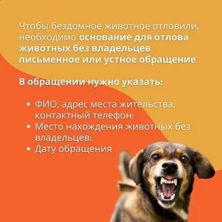 Деятельность по обращению с животными без владельцев
