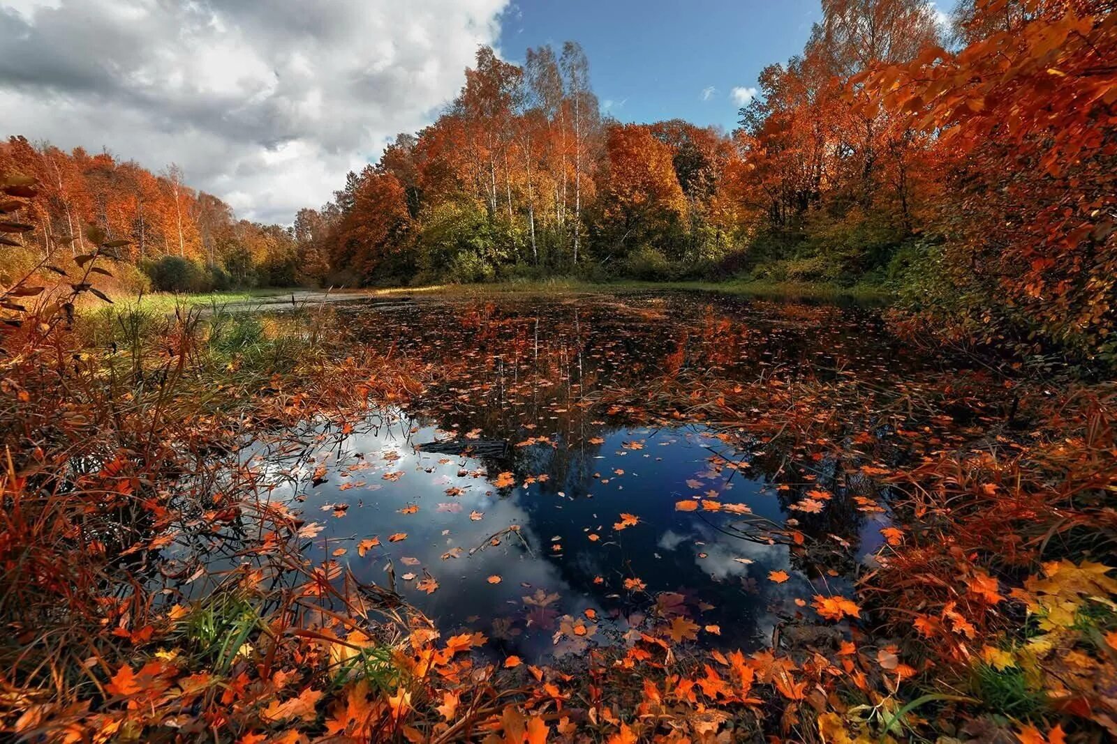 Листья желтые в пруду. Красивая осень. Осеннее озеро. Осень пруд. Осень озеро.