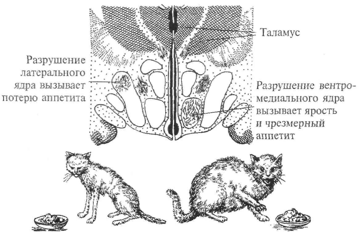 Пищевой центр строение. Пищевой центр. Центр голода и насыщения. Гипоталамус пищевой центр. Регуляция голода и насыщения отдел мозга