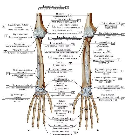 Кости предплечья локтевая кость кость анатомия. Строение и соединение костей предплечья. Головка лучевой кости анатомия. Соединение костей предплечья лучезапястный сустав и суставы кисти. Соединения костей запястья