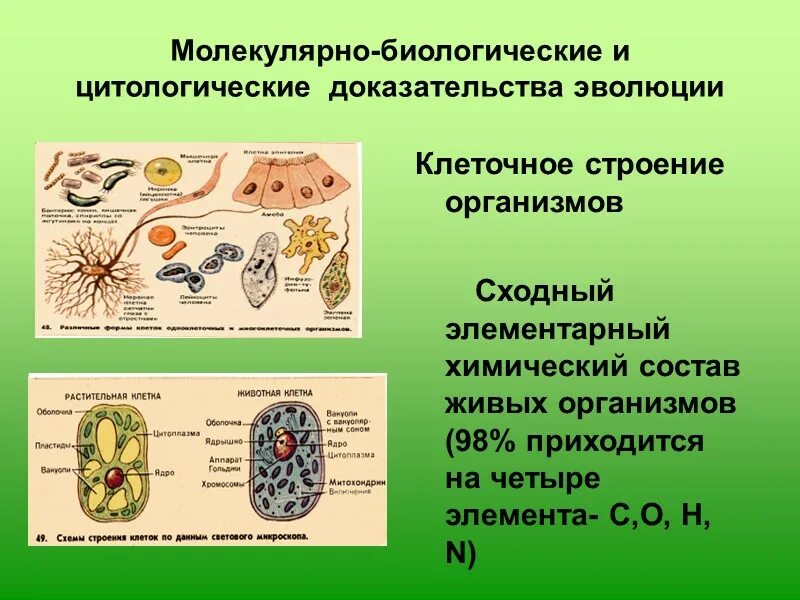 Молекулярно-биологические доказательства эволюции. Молекулярно-генетические доказательства эволюции примеры таблица. Цитология и молекулярная биология доказательства эволюции. Цитологические доказательства эволюции.