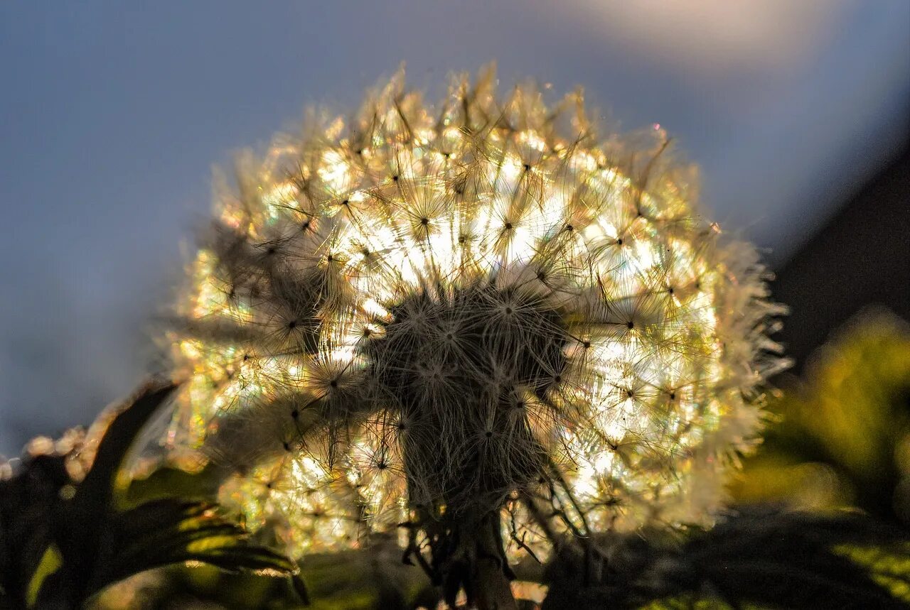 Одуванчиков москва. Одуванчиков москва. Одуванчиков москва. Поляна одуванчиков во дворе. Светящиеся одуванчики на вднх.
