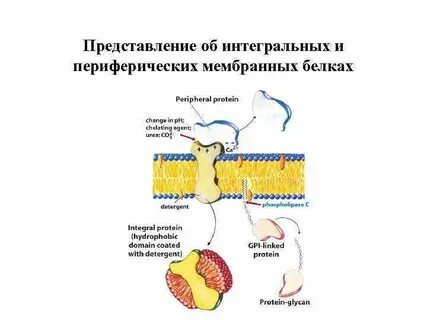 Периферический белок