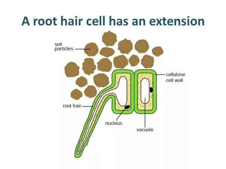 Root missing. Root hair cell. plant root hair cell. root cells. root hair cell structure.