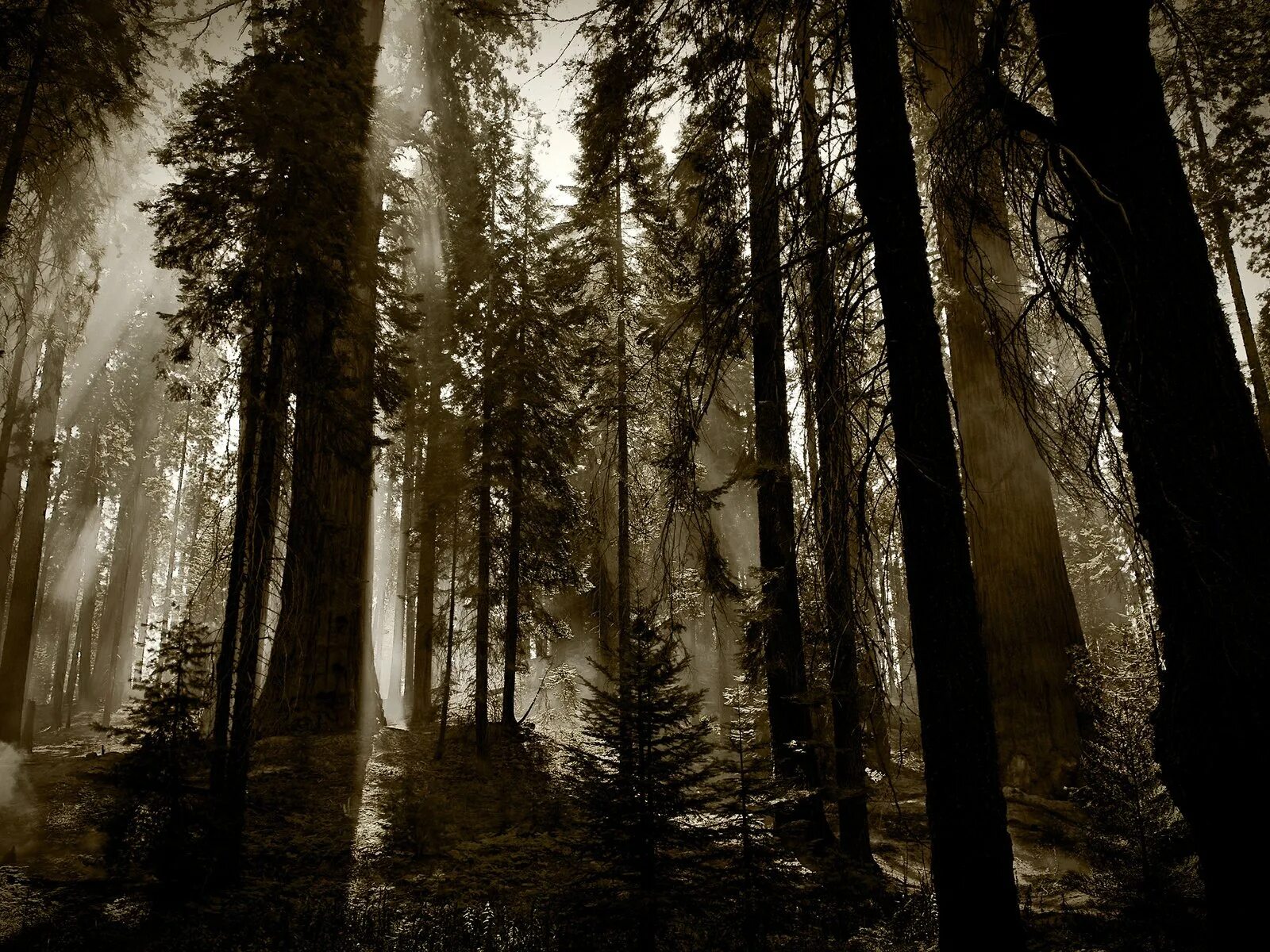 Деад форест. Холод в лесу. Голубой пруд биэй на острове хоккайдо. Дарк фэнтези лес арт. Озеро в тумане.