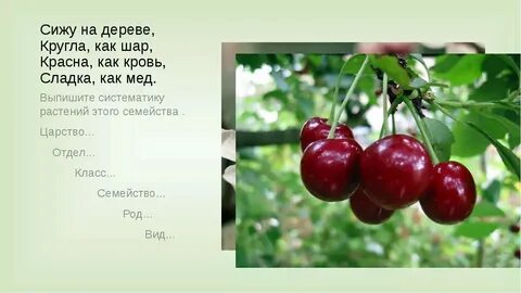 Загадка сижу на дереве кругла как шар