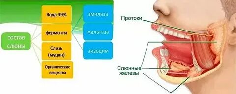 Почему выделяется слюна во рту