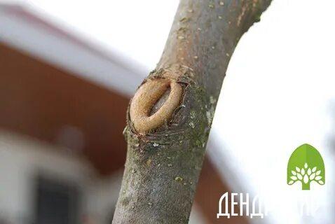 Как удалить ветку