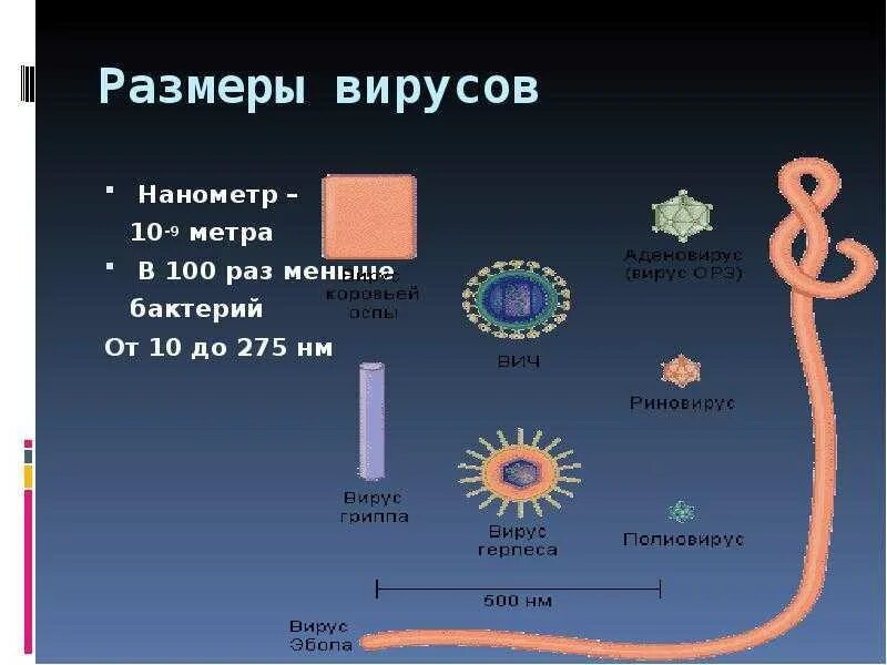 Формы вирусов и бактерий. Размеры вирусов и бактерий. Размеры вирусов. Сравнительные Размеры вирусов.