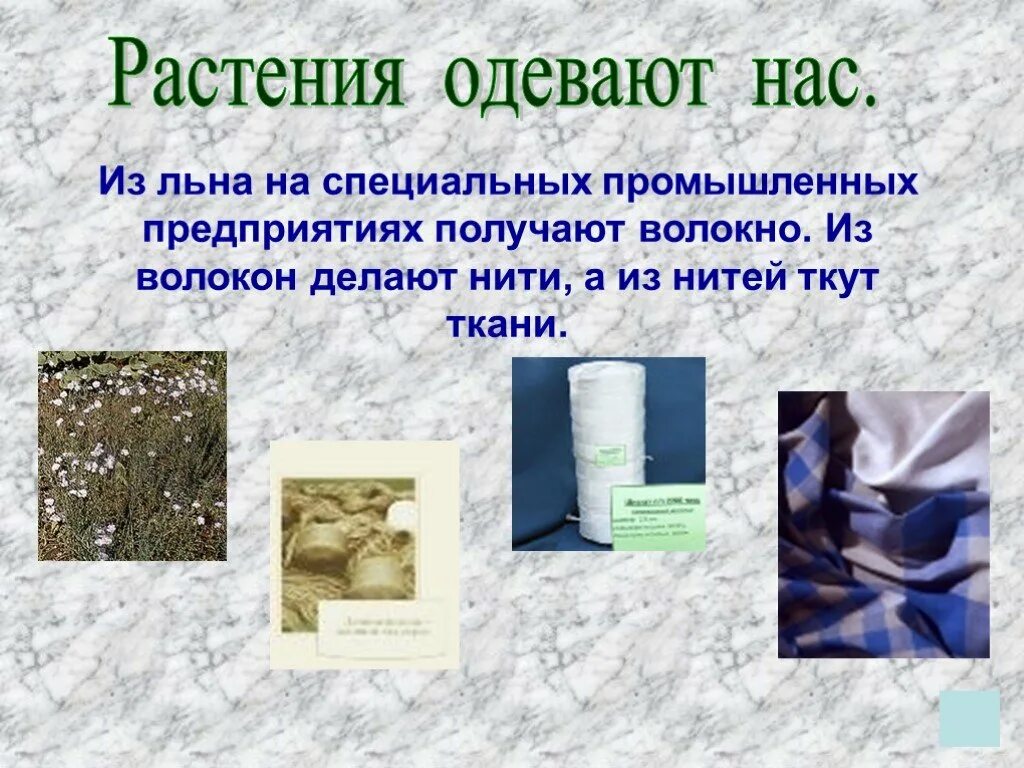 Человек получает от растений. Растения которые одевают. Растения котоыеодевают. Растения которые нас одевают. Растения которые одевают человека.