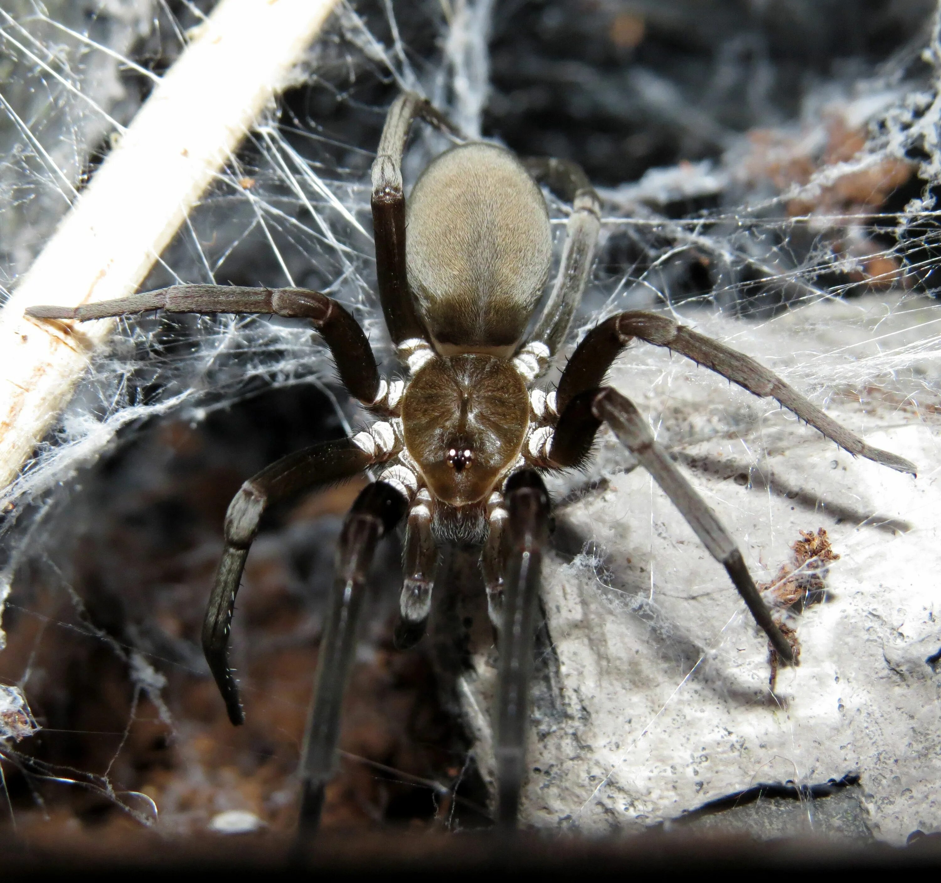 Spiders pictures. Kukulcania hibernalis. Паук животное. Жилище паука. Северный паук животное.