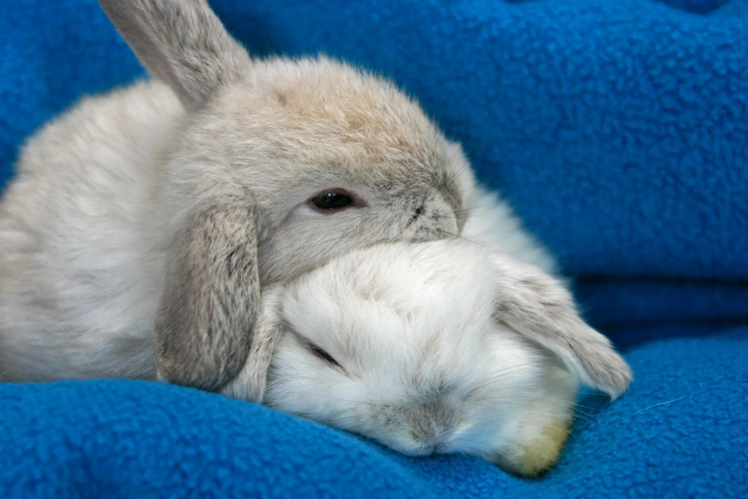 К чему снятся кролики во сне женщине. Зайчик. Милые зайчики. Милые кролики. Милый зайчик.