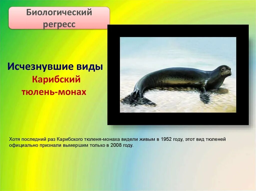 Признали вымершим. Признали вымершим. Тилакосмил сумчатый саблезубый. • сумчатый (тасманийский) волк вымирающий вид. Нерпа идиоадаптации.