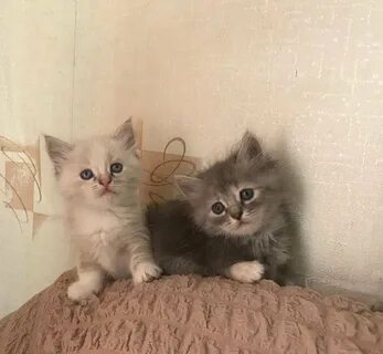 Продам отдам котят