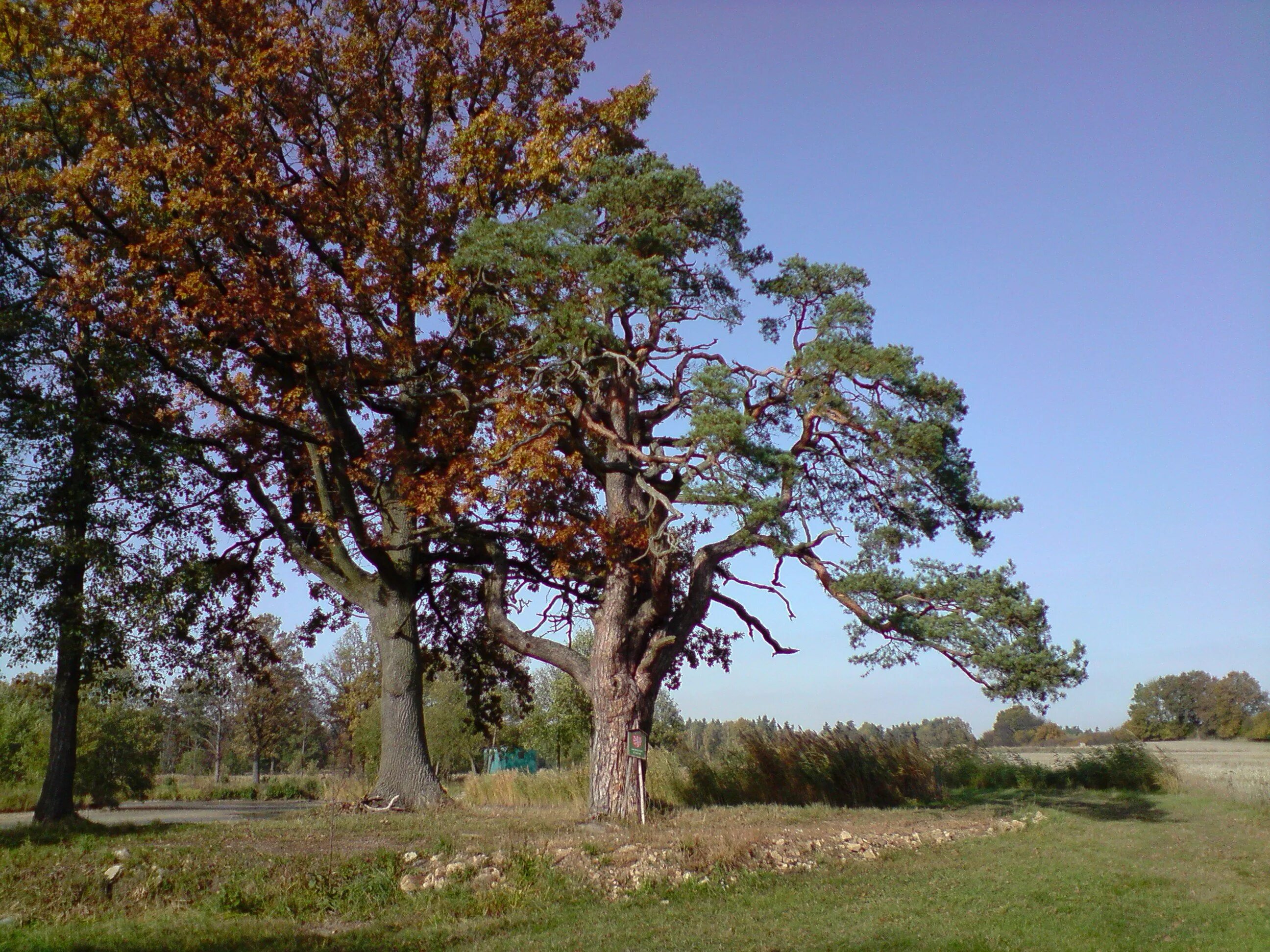 Дерево с раскидистой кроной. Лесостепь красноярского края дуб. Беловежская пуща деревья. Сосновый дуб. Сосновый дуб фото.