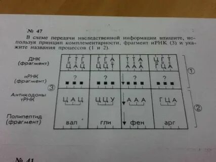 Задачи по биологии 10