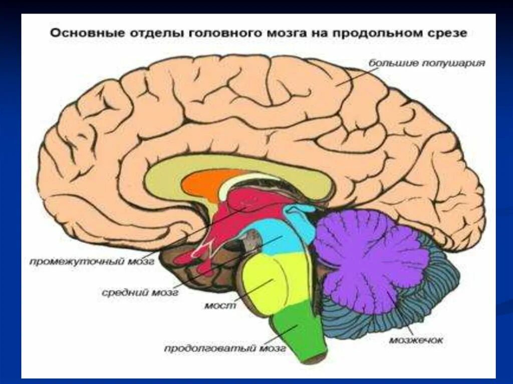 Срез головного мозга. Отделы головного мозга на сагиттальном срезе. сагиттальный разрез головного мозга. головной мозг полушария сагиттальный разрез. срединный разрез головного мозга.