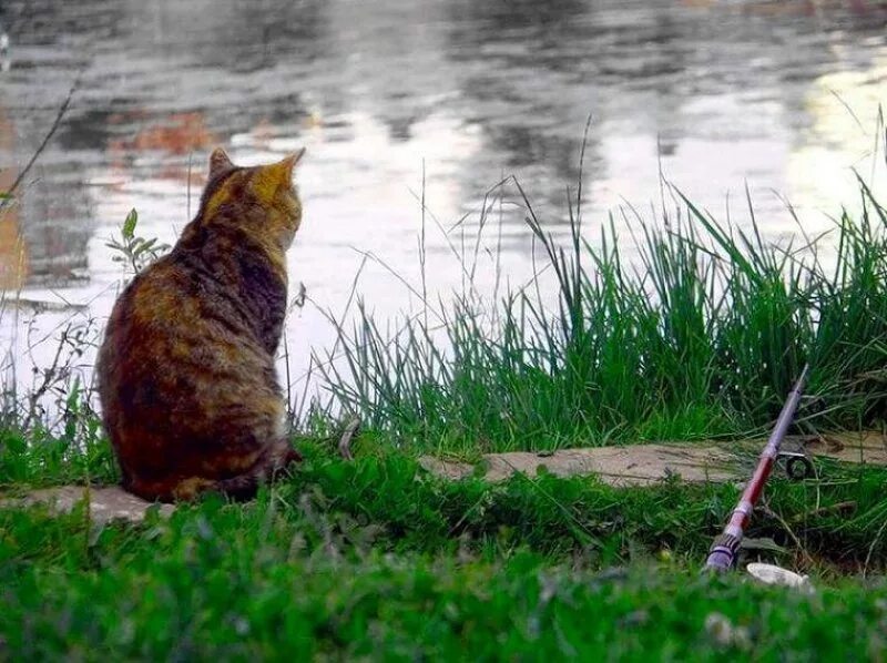 Сижу клюю