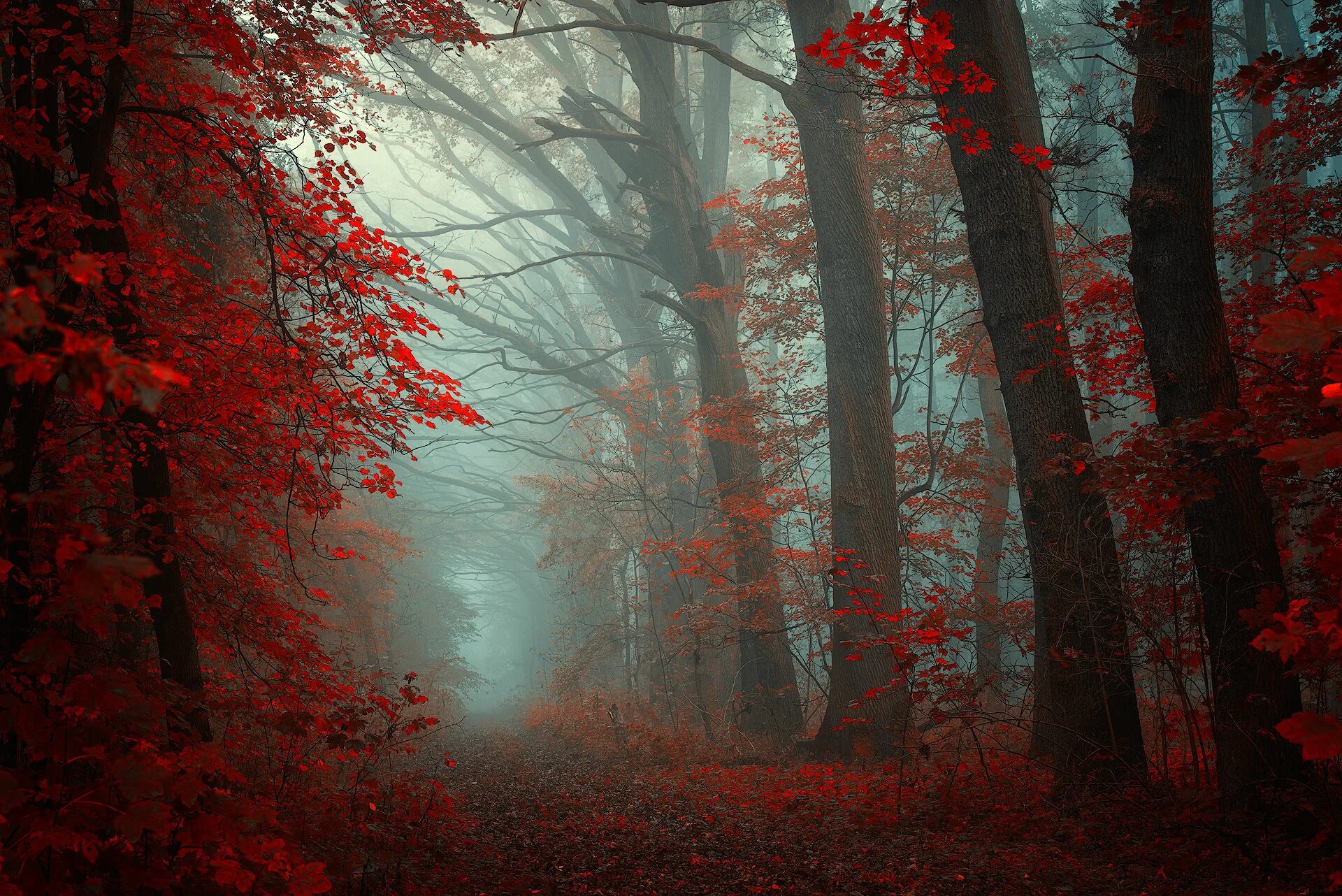 Красный лес участок. Багровый лес. Красный лес. Мрачный лес. Красный туман.