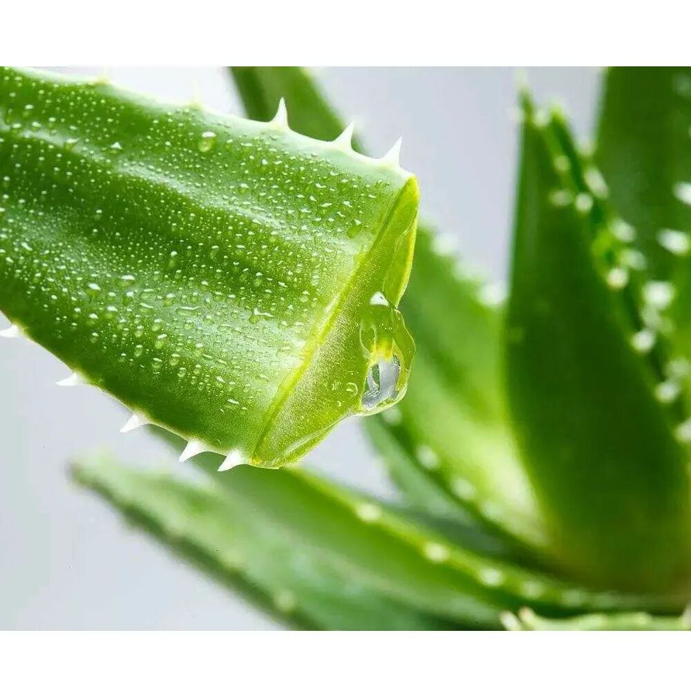 Aloe barbadensis Leaf extract.