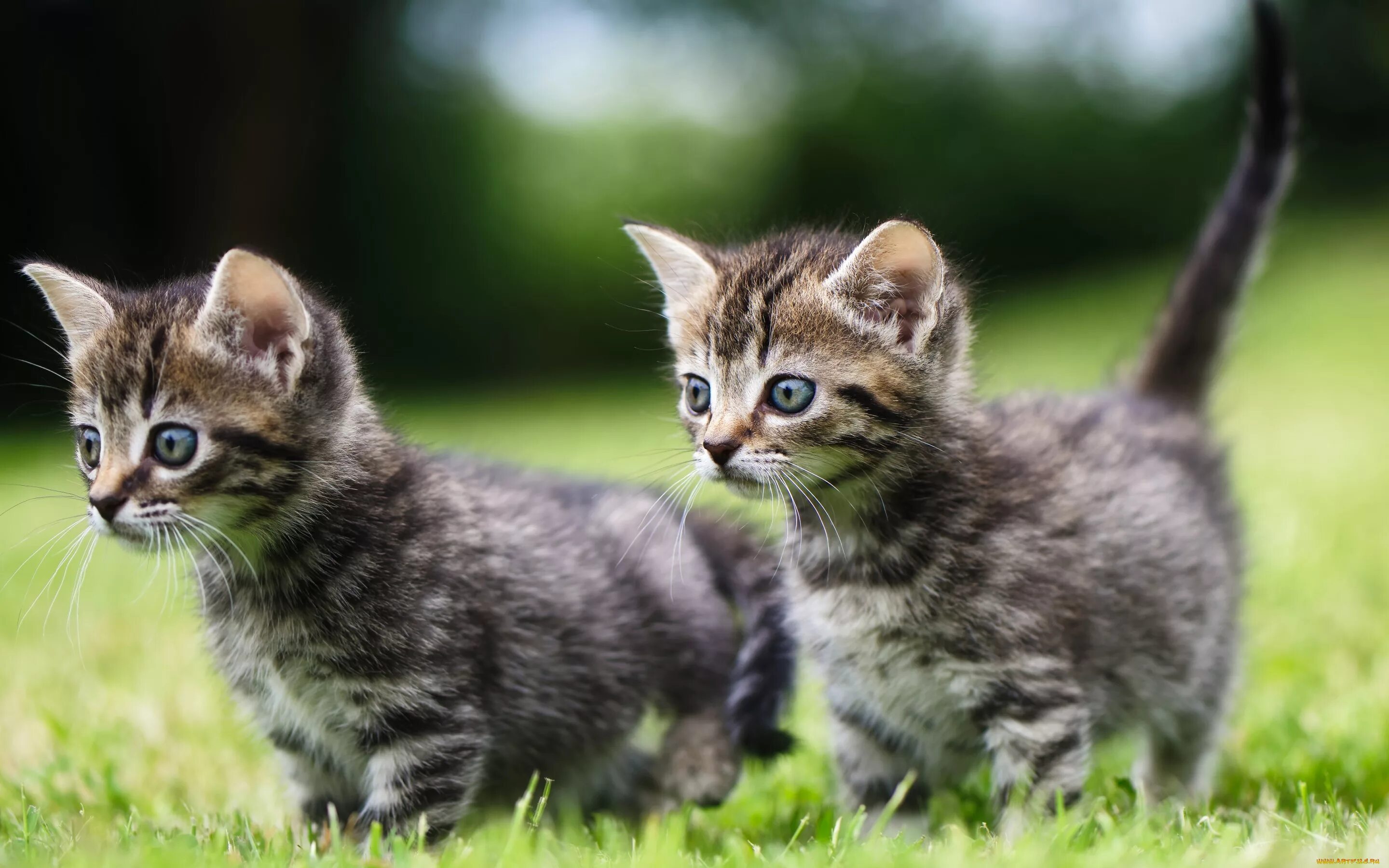 Про котят как они. Кошки маленькие. милые котята. полосатый котенок. маленькие котятки.