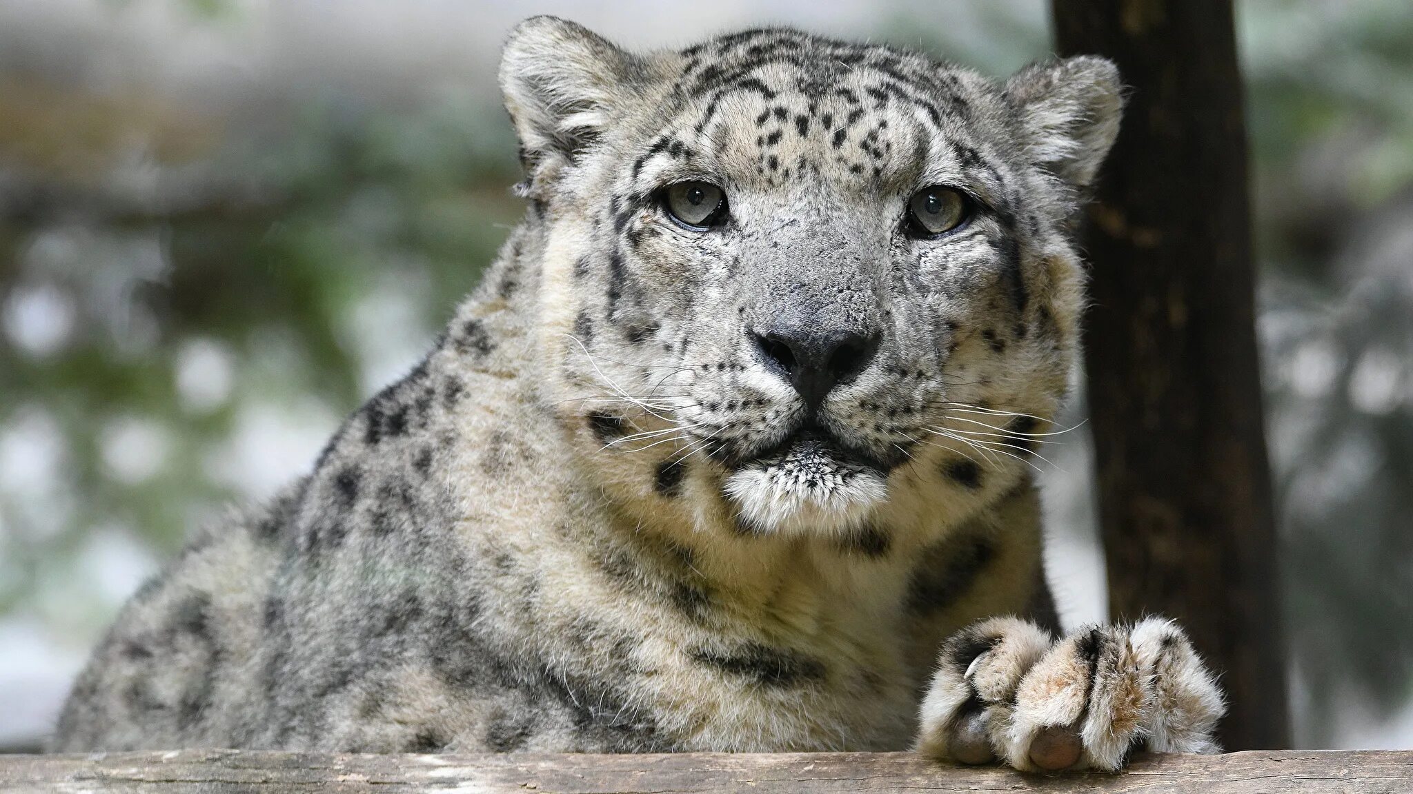 снежный барс фото. снежный барс леопард snow leopard ирбис. - снежный барс (panthera uncia. снежный барс. снежный барс ирбис.