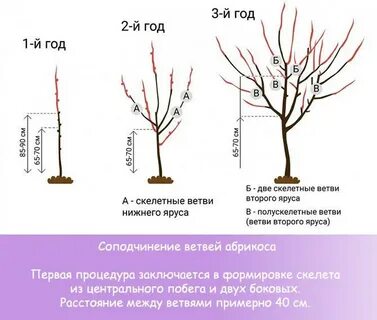 Обрезка абрикоса весной для начинающих в картинках