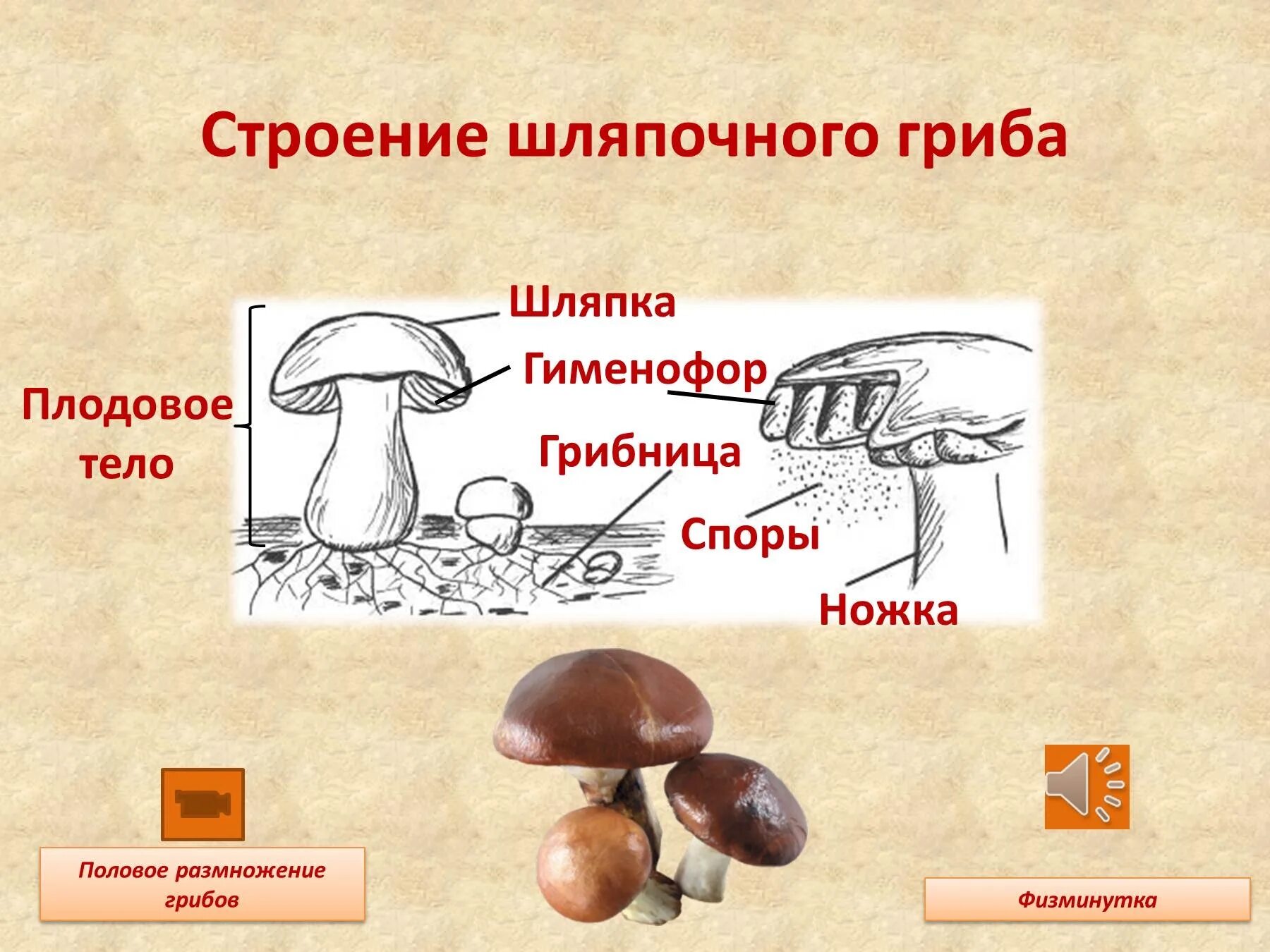 Грибы форма строение. Грибы строение шляпочных грибов. биология 6 класс шляпочные грибы. строение гриба мицелий споры. строение шляпочного гриба 5.