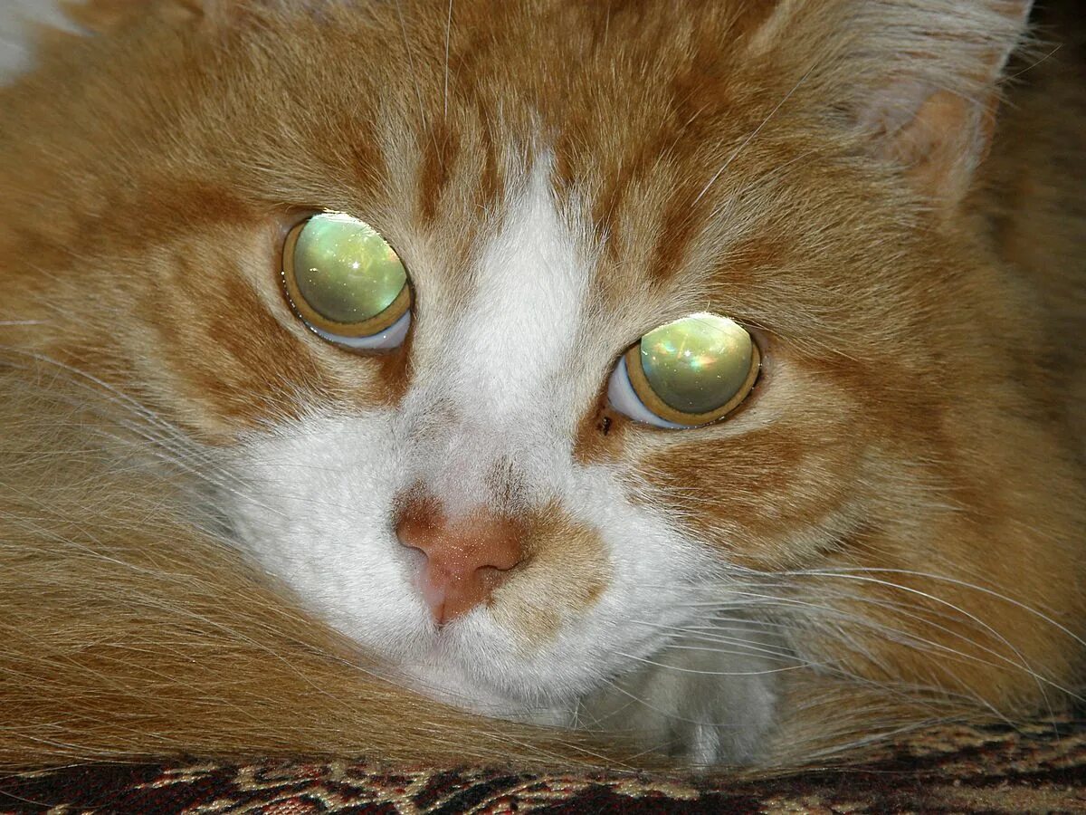 Тапетум Люцидум. Кошачий глаз. Тапетум у кошки. Кот с сияющими глазами.