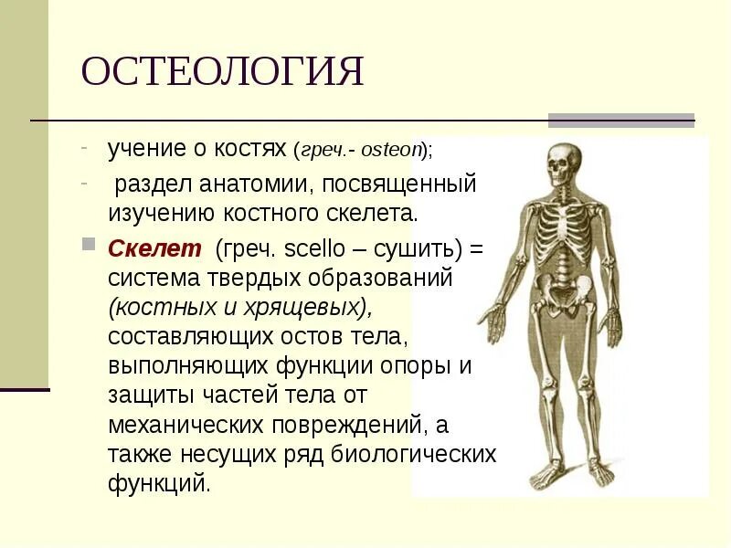 Система скелета Остеология\. Анатомия человека скелет человека кости. Анатомия Остеология кости. Факты о скелете человека.