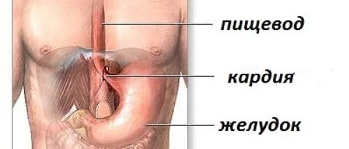 Между пищеводом. Сфинктер недостаточность кардии желудка. Между пищеводом и желудком.