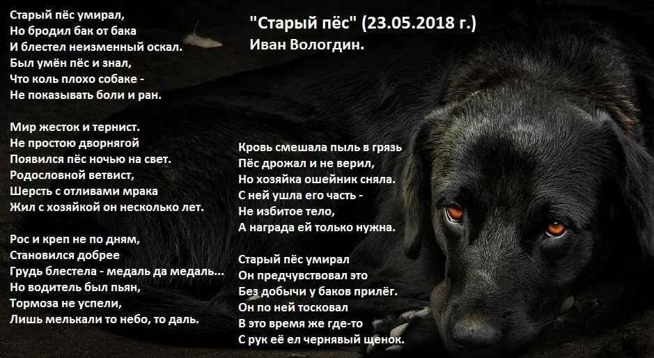 Грустные стихи про собак. Стихотворение про старую собаку. стих про собаку. стих про собаку до слез. грустные рассказы о собаках.