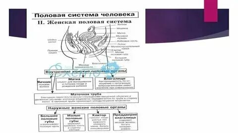 Главный орган женщин