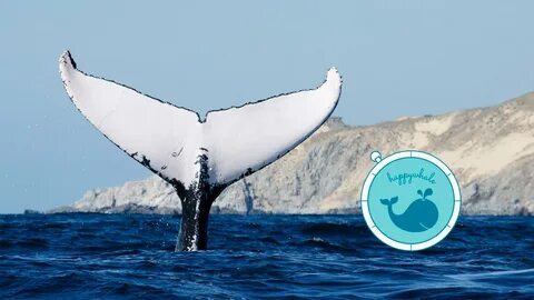 Humpback Whale Tail Photo Identification Los Cabos. 