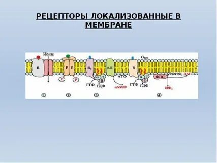 Система биологических мембран