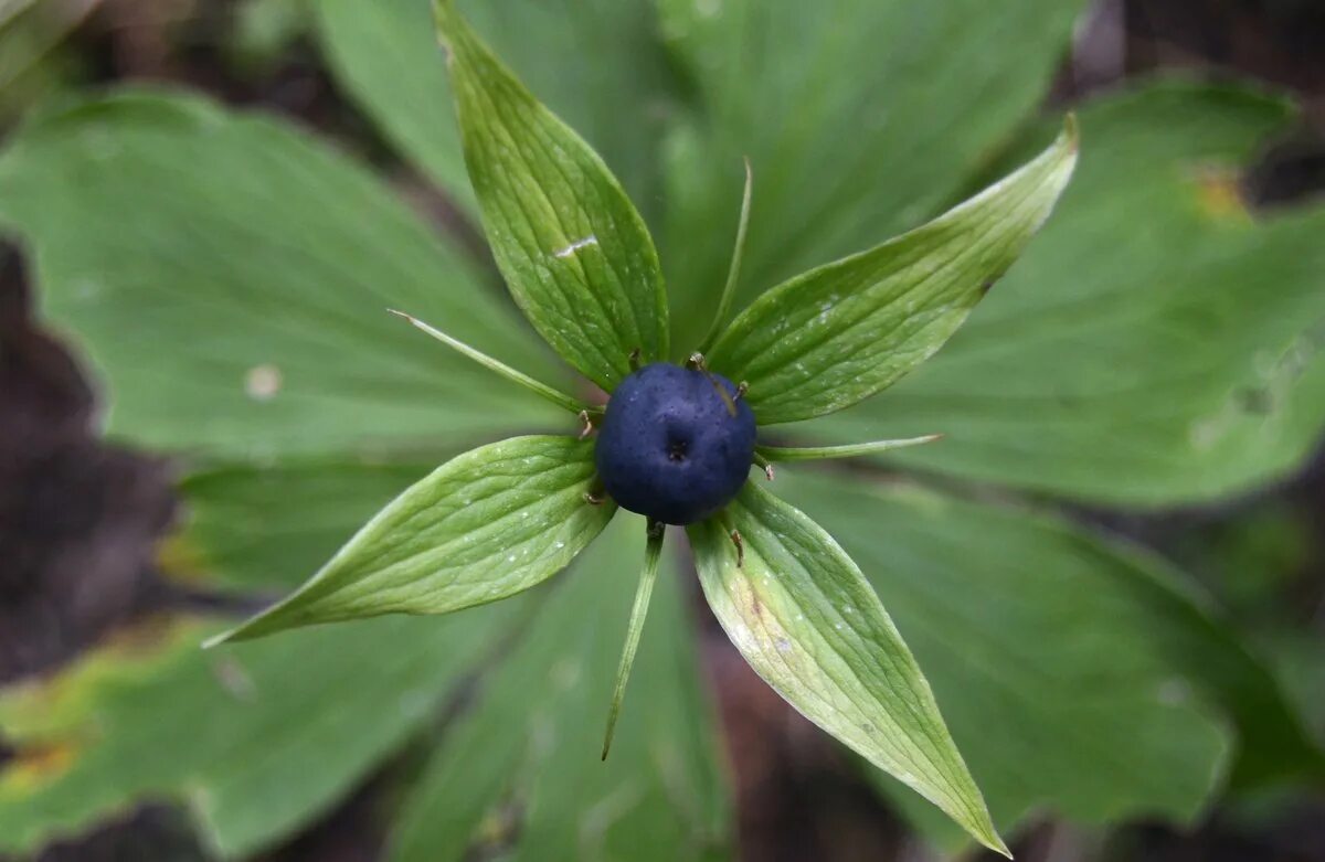 Как выглядит вороний глаз. Плоды вороний глаз четырехлистный. Вороний глаз четырёхлистный. Ядовитая ягода вороний глаз. Парис растение вороний глаз.