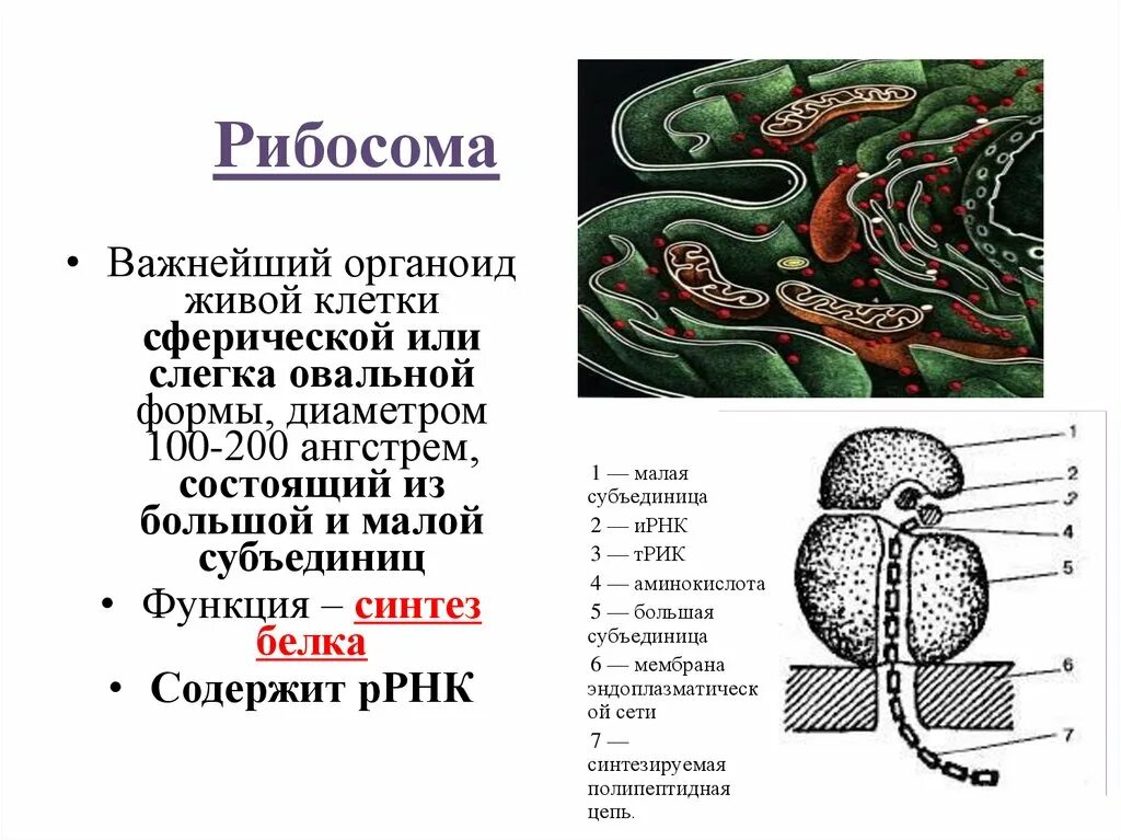 Синтез белков органелла. Рибосомы функции. Синтез липидов органоид. Биосинтез белка органоид. Синтез белка какой органоид.