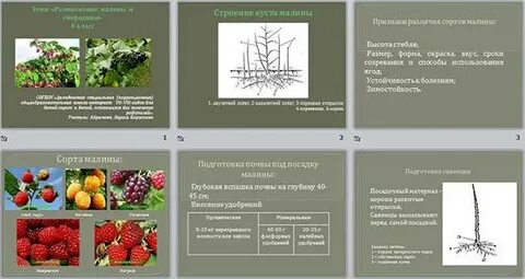 Сроки созревания малины